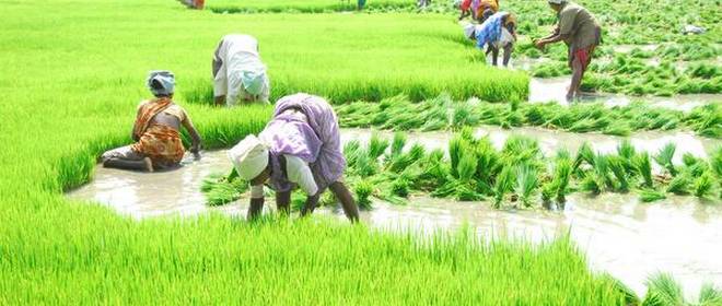 Bihar govt launches new crop insurance scheme