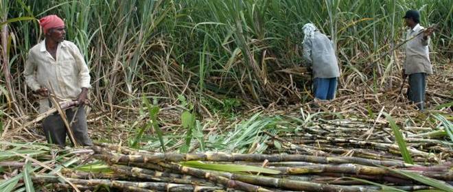 package for sugarcane